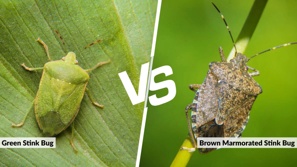 Green Stink Bug vs Brown Marmorated Stink Bug