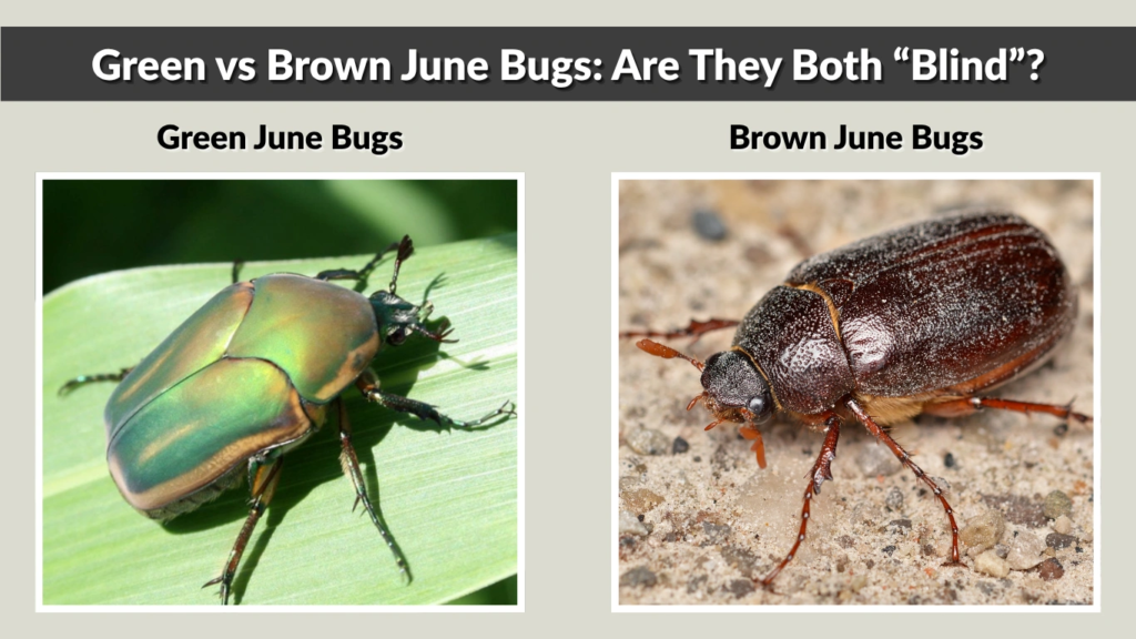 Green vs Brown June Bugs Are They Both “Blind”