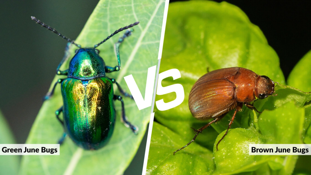 Green vs. Brown June Bugs