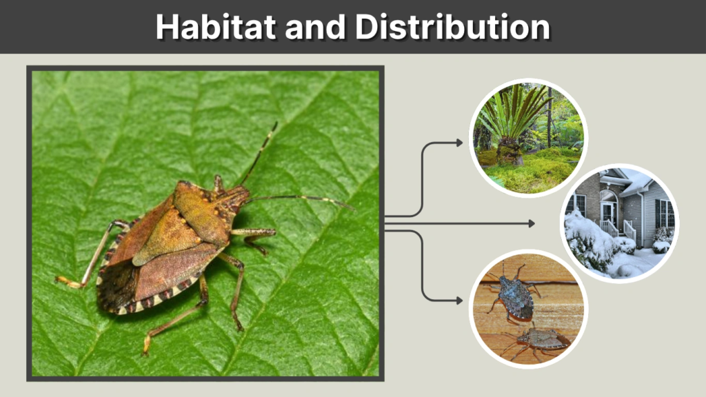 Habitat and Distribution