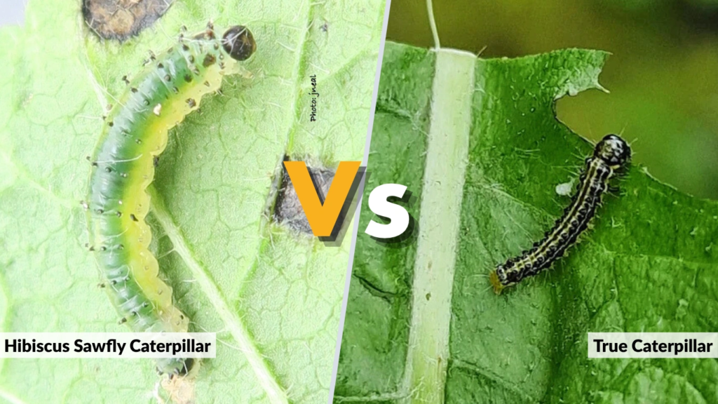Hibiscus Sawfly Caterpillar vs True Caterpillar