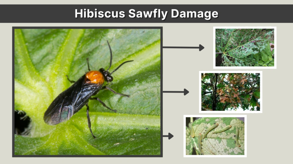 Hibiscus Sawfly Damage