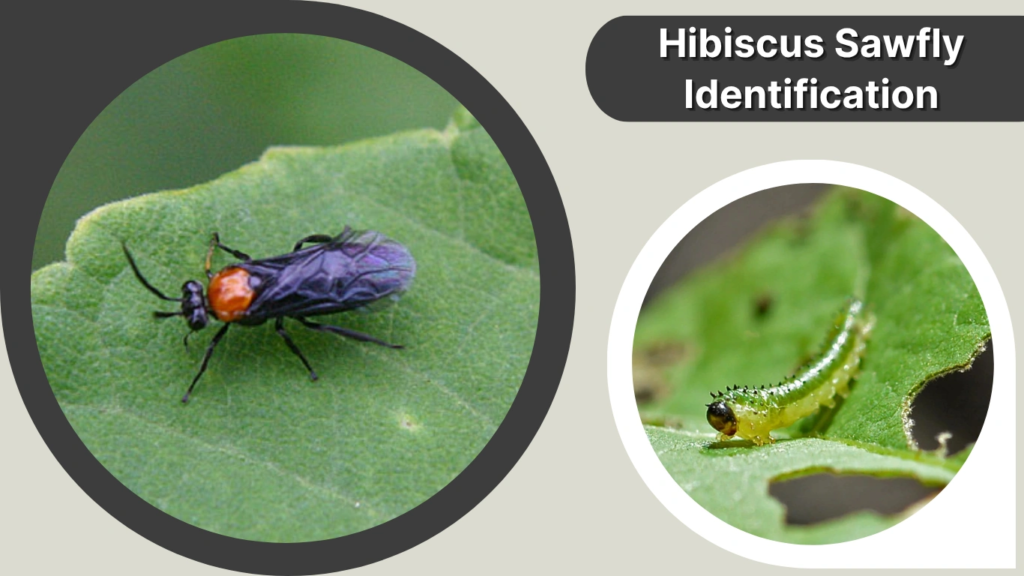 Hibiscus Sawfly Identification