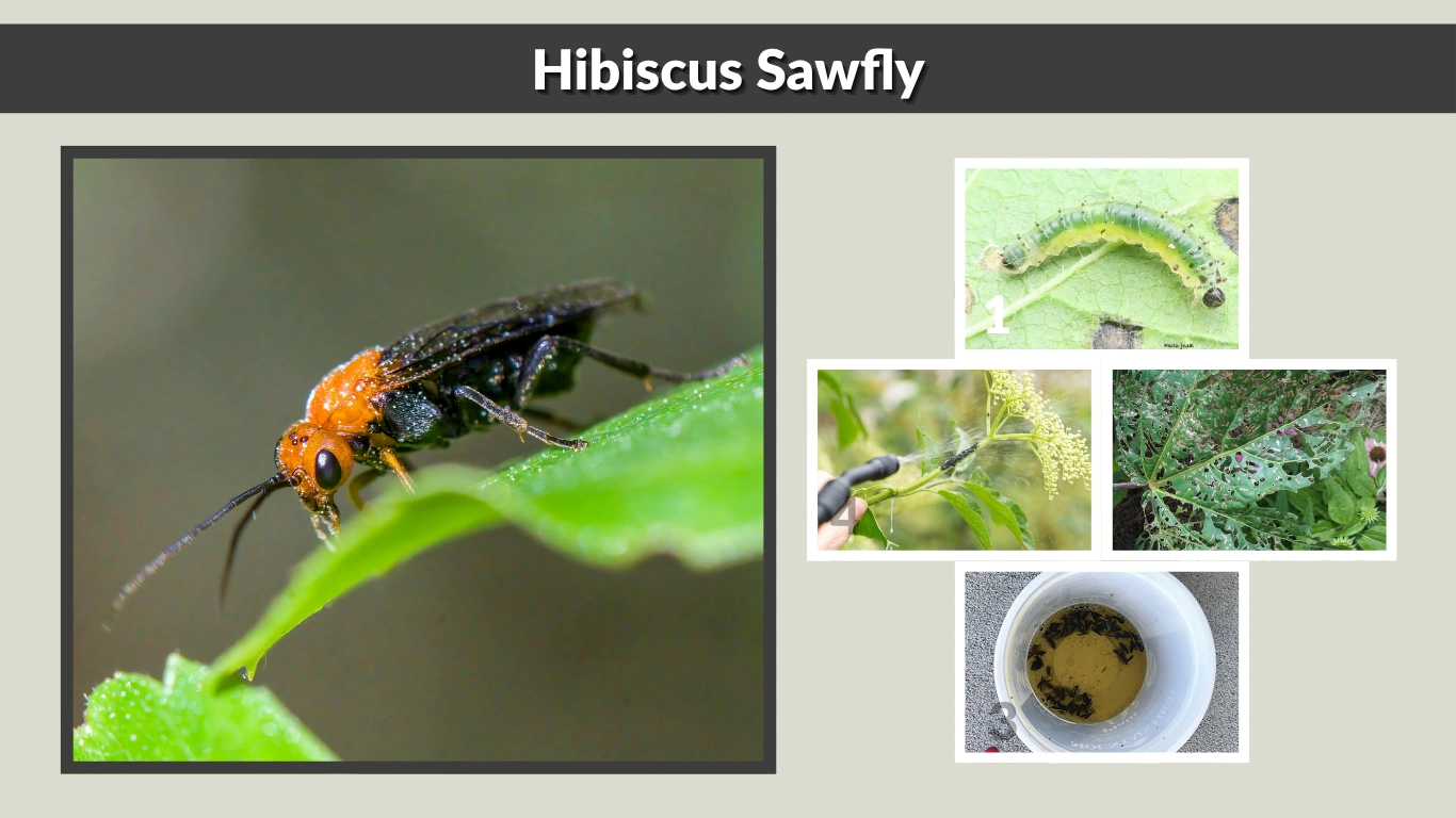 Hibiscus Sawfly Identification, Life Cycle, Damage, and Control