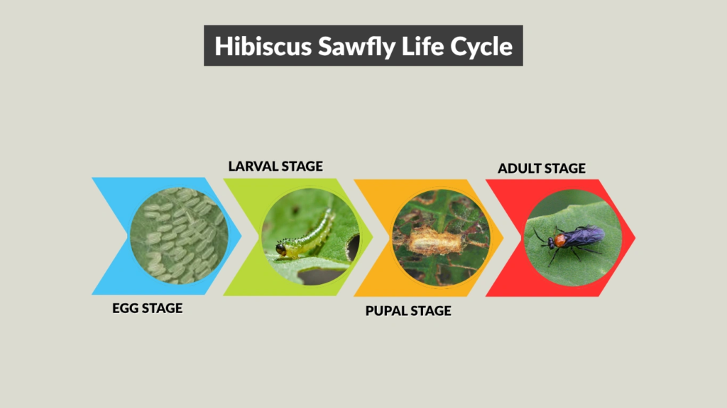 Hibiscus Sawfly Life Cycle