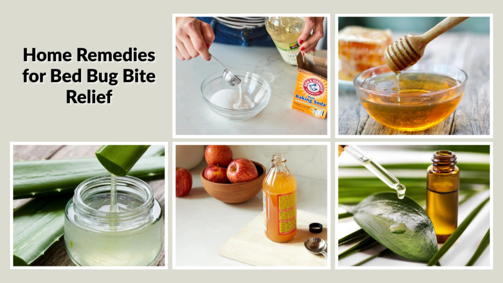 Home Remedies for Bed Bug Bite Relief