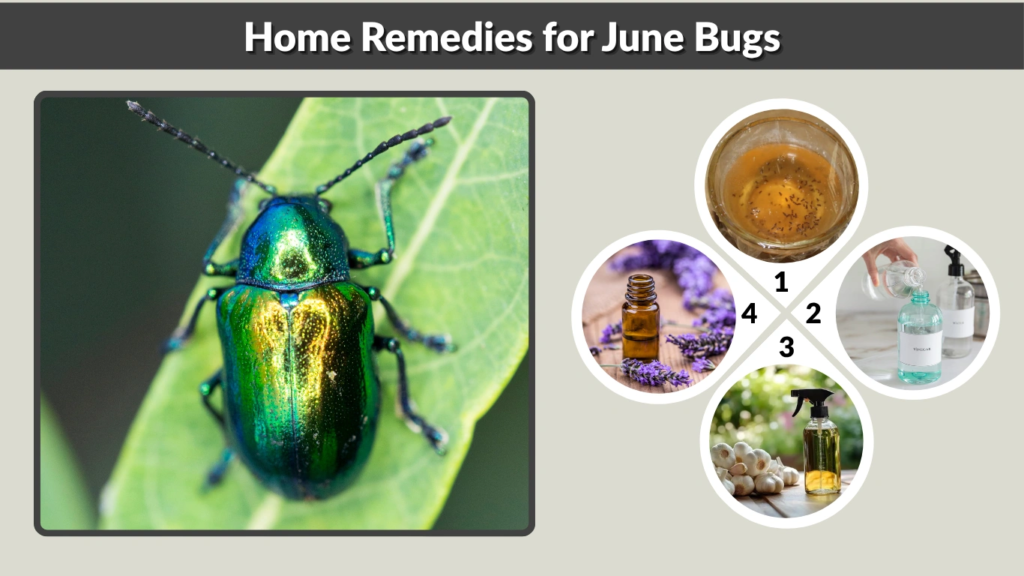 Home Remedies for June Bugs