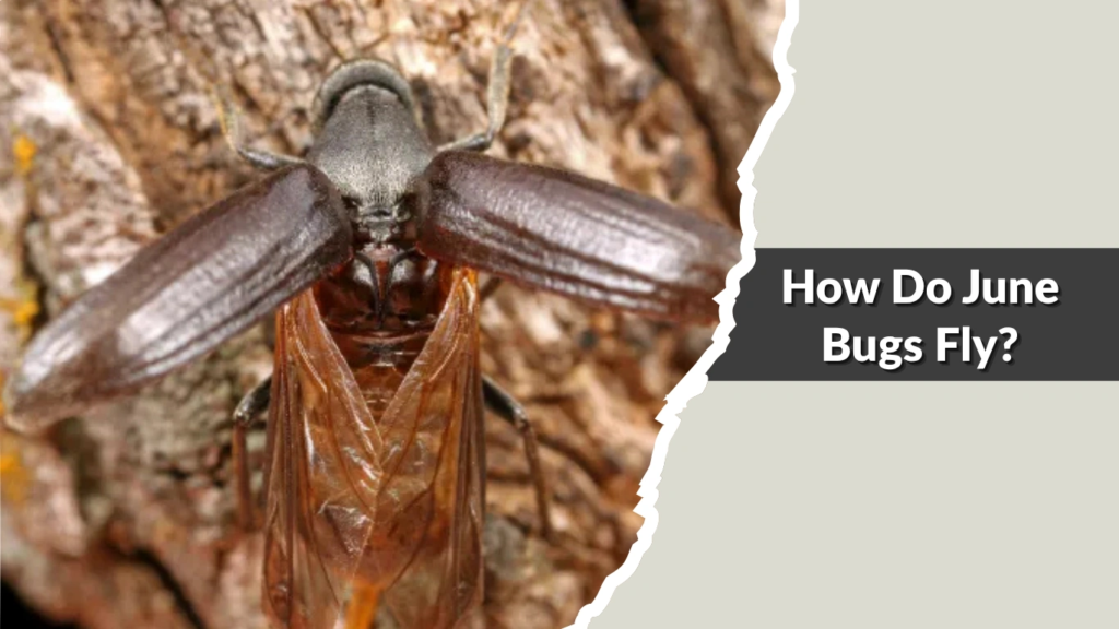 How Do June Bugs Fly