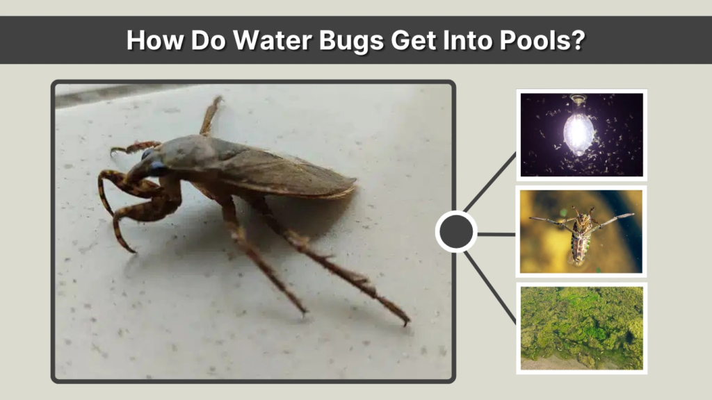 How Do Water Bugs Get Into Pools