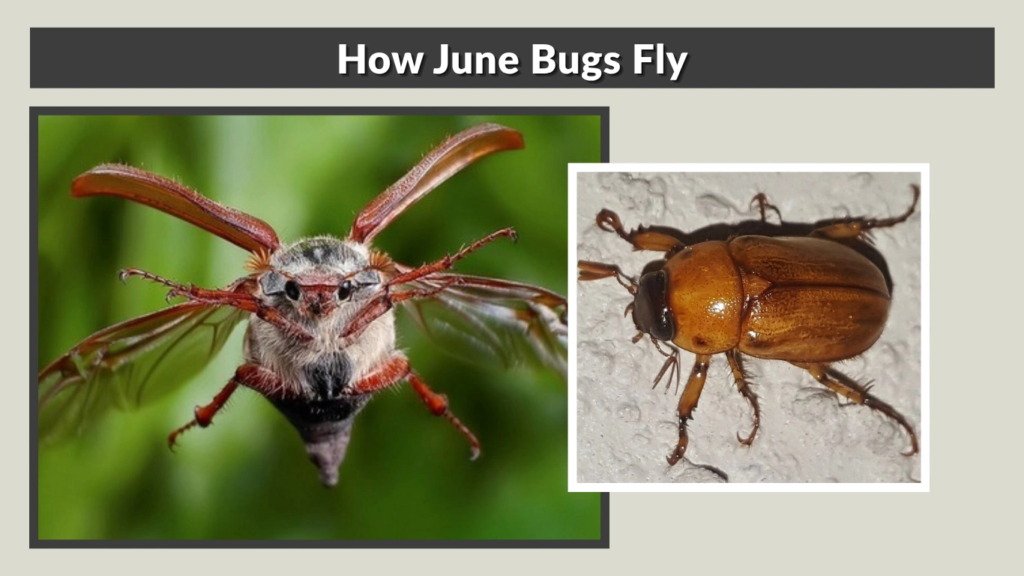 How June Bugs Fly