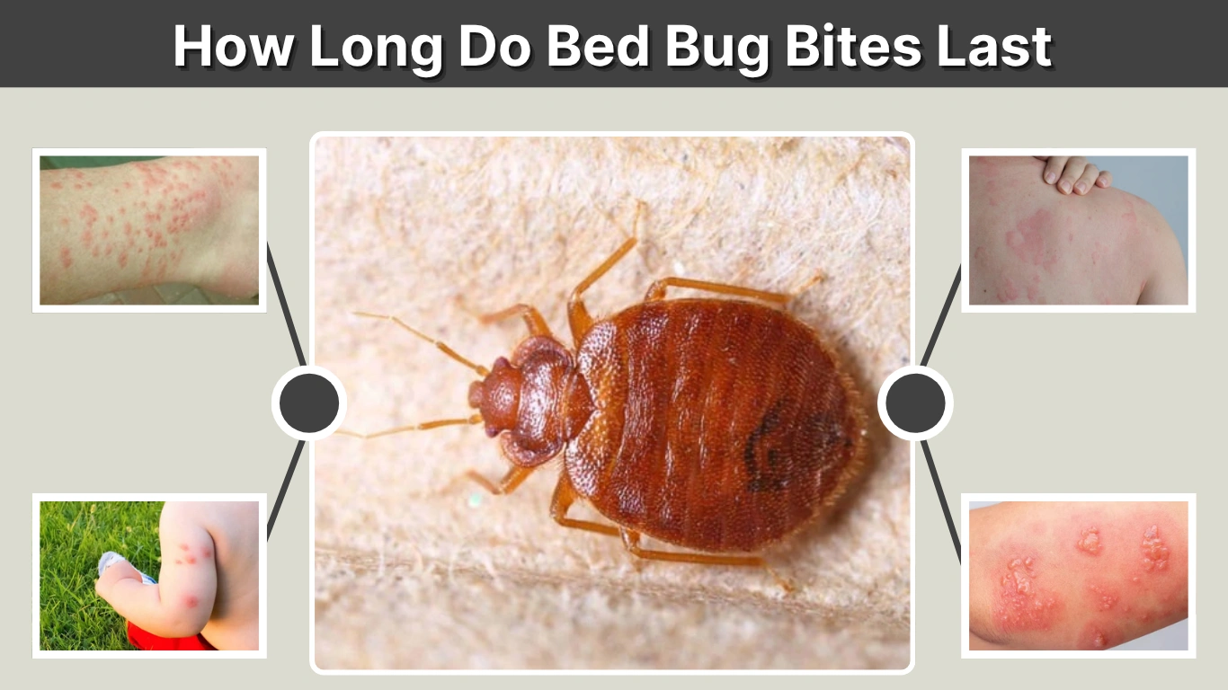 How Long Do Bed Bug Bites Last and How to Heal Them Faster