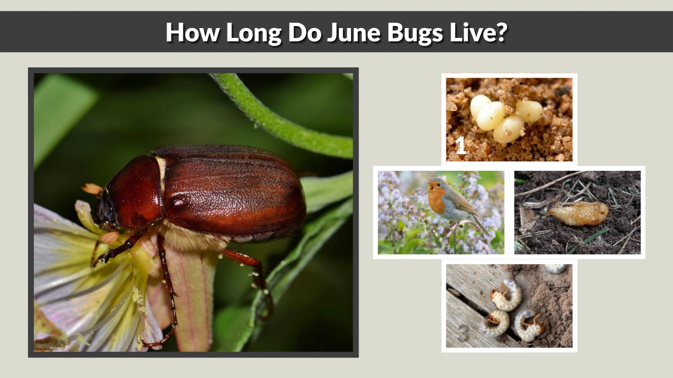 How Long Do June Bugs Live Life Cycle, Season, and Survival Facts