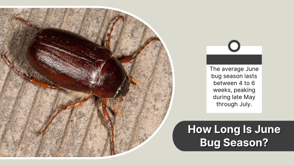 How Long Is June Bug Season