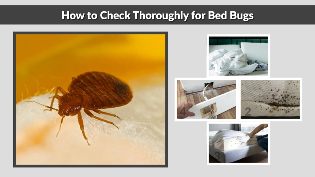 How to Check Thoroughly for Bed Bugs