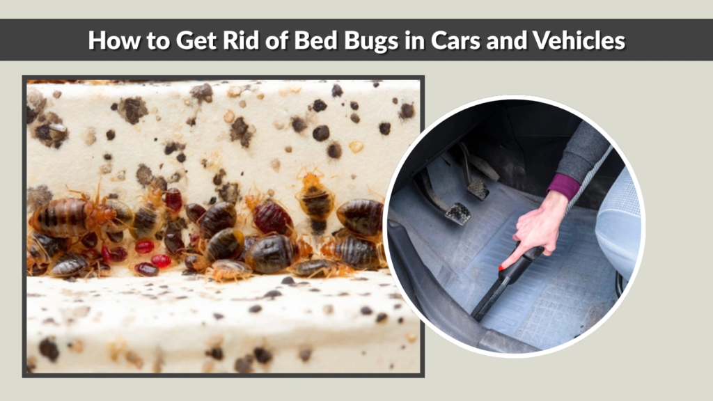 Sitemapcdatahttpsomobeldreferenzcomhow To Get Rid Of Bugs In Car