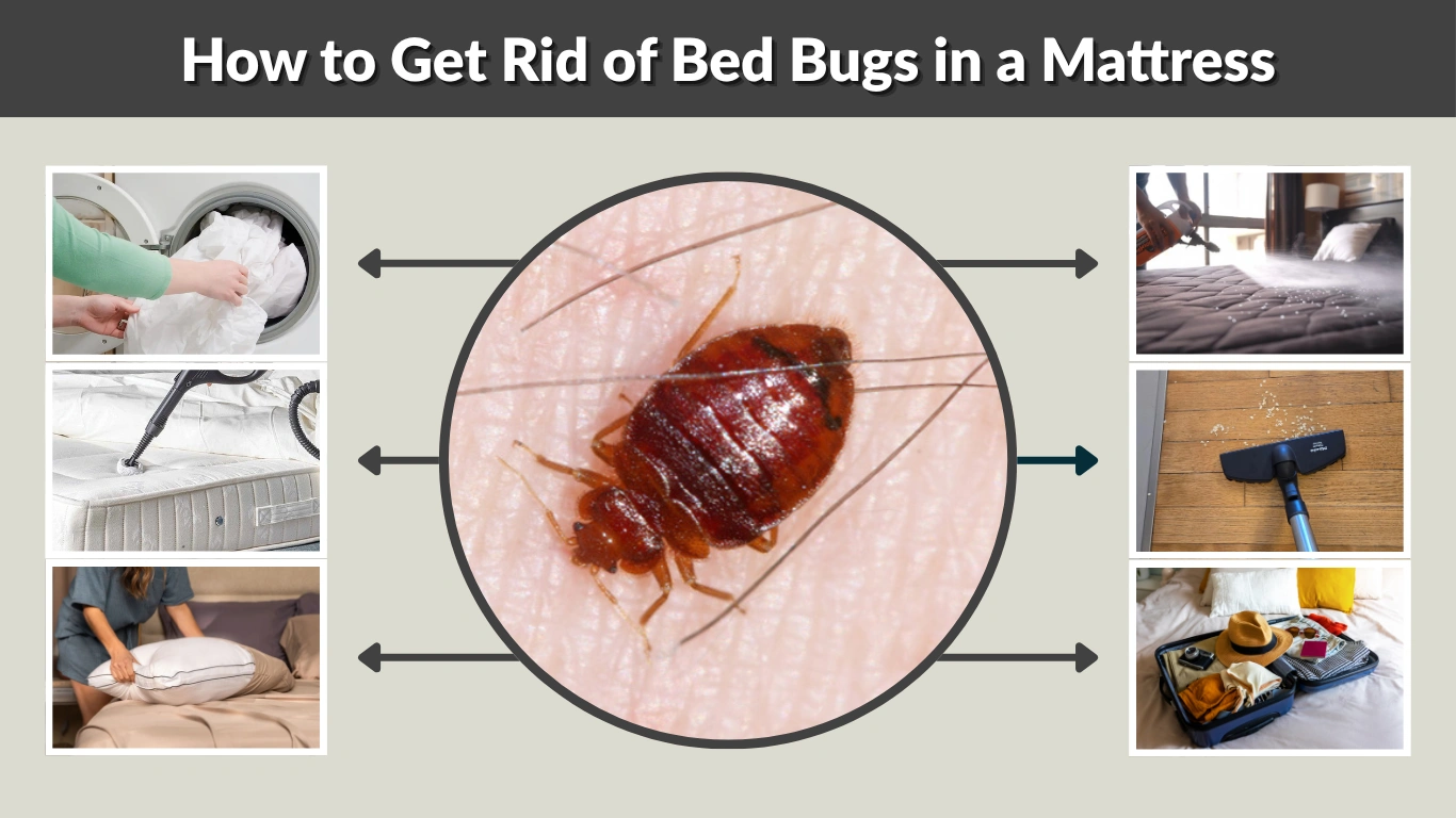 How to Get Rid of Bed Bugs in a Mattress Step-by-Step Guide 