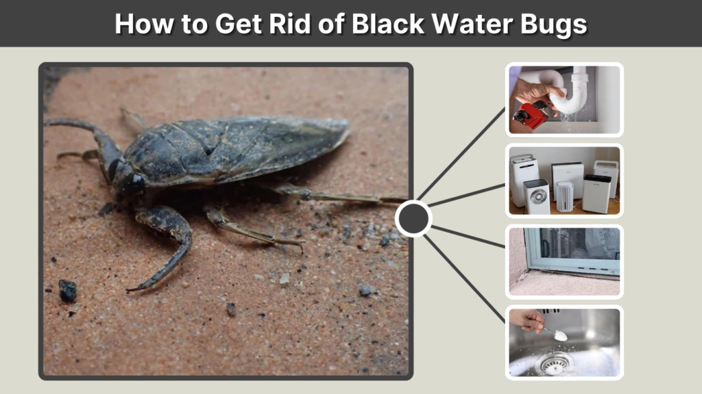 How to Get Rid of Black Water Bugs