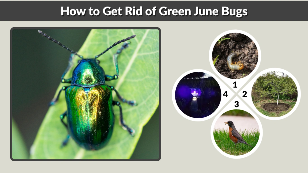 How to Get Rid of Green June Bugs