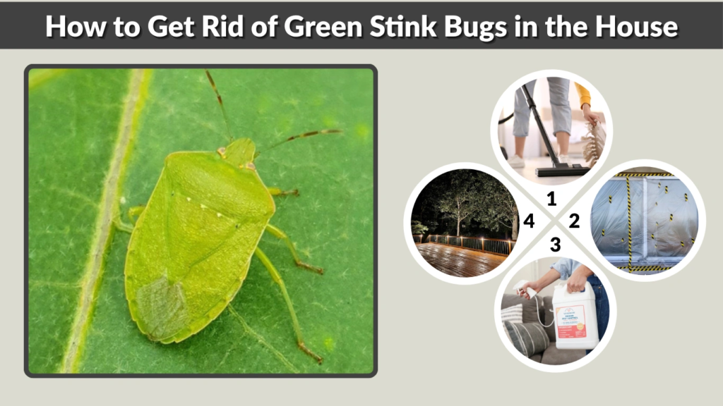 How to Get Rid of Green Stink Bugs in the House