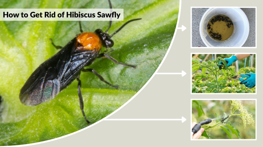 How to Get Rid of Hibiscus Sawfly