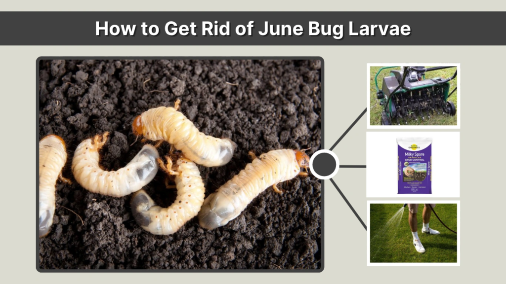 How to Get Rid of June Bug Larvae