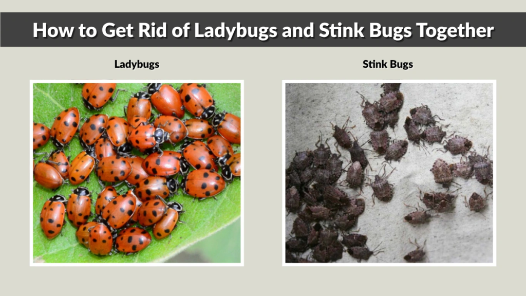 How to Get Rid of Ladybugs and Stink Bugs Together