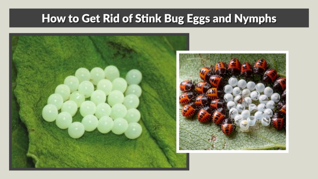 How to Get Rid of Stink Bug Eggs and Nymphs