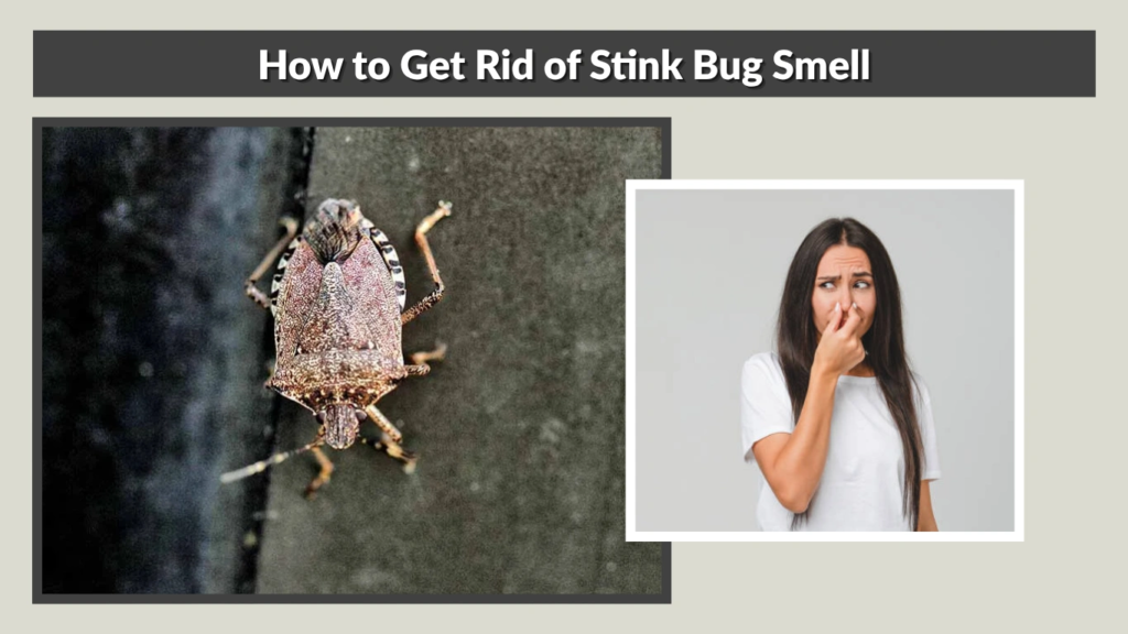 How to Get Rid of Stink Bug Smell
