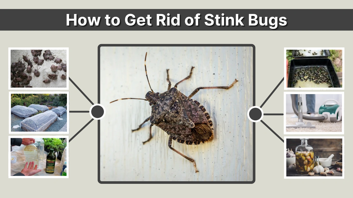 How to Get Rid of Stink Bugs Complete Home and Garden Guide