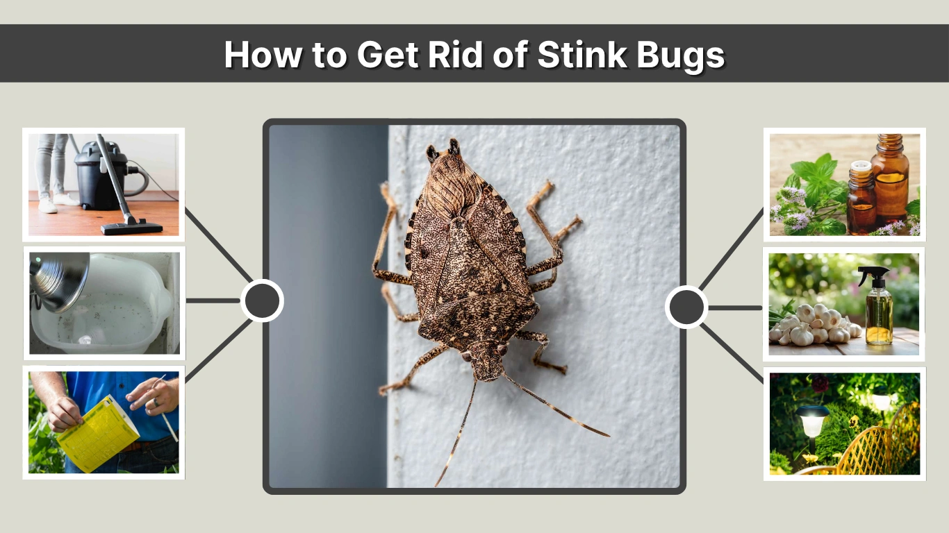 How to Get Rid of Stink Bugs from Your House Naturally and Safely