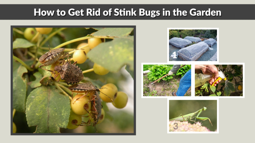 How to Get Rid of Stink Bugs in the Garden