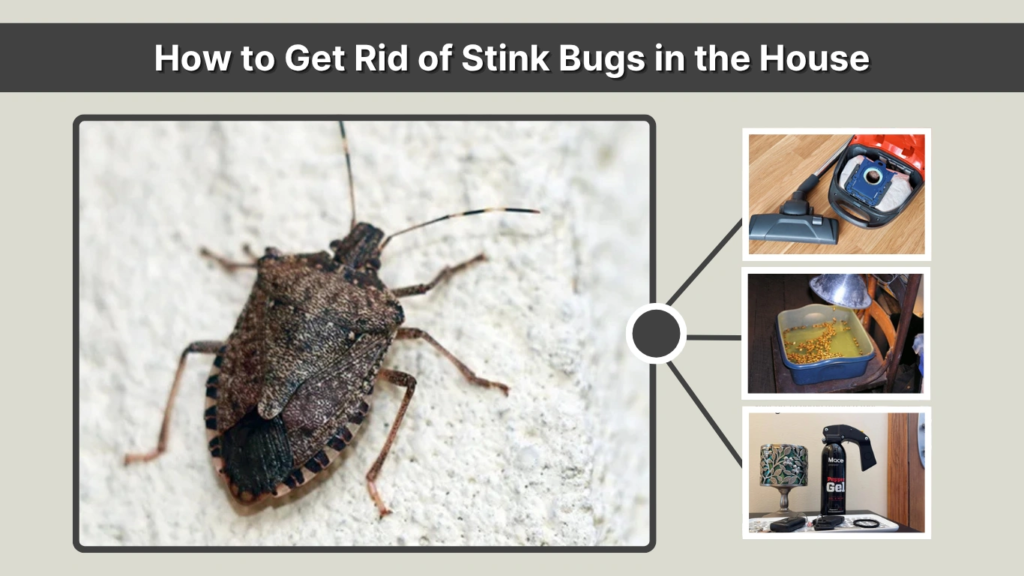 How to Get Rid of Stink Bugs in the House