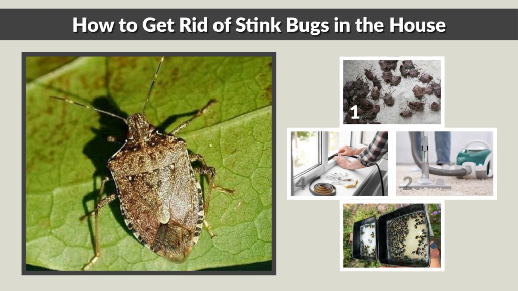 How to Get Rid of Stink Bugs in the House