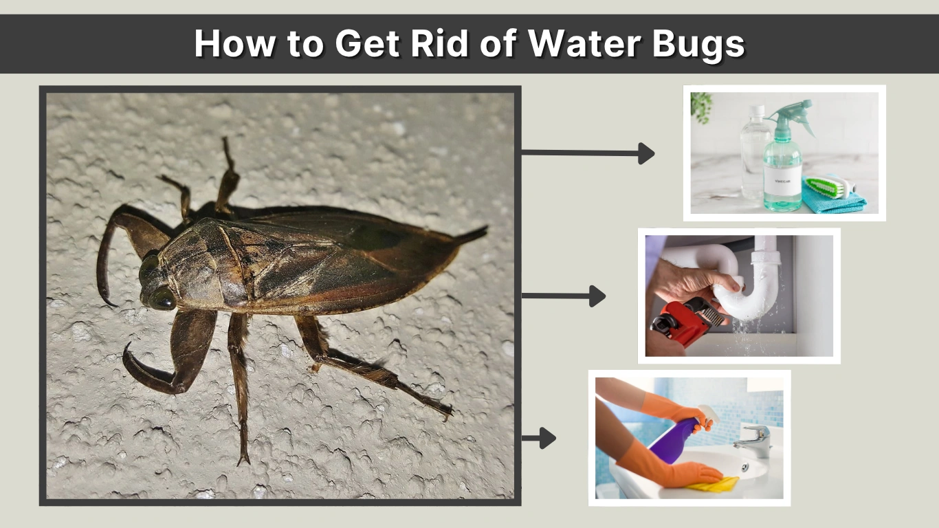 How to Get Rid of Water Bugs Effective Home and Pool Solutions