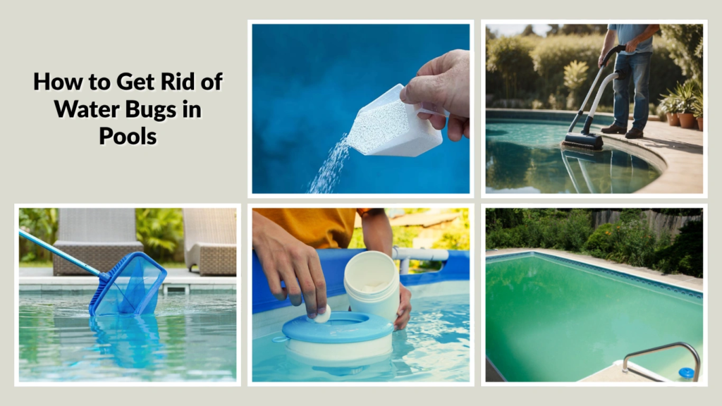 How to Get Rid of Water Bugs in Pools
