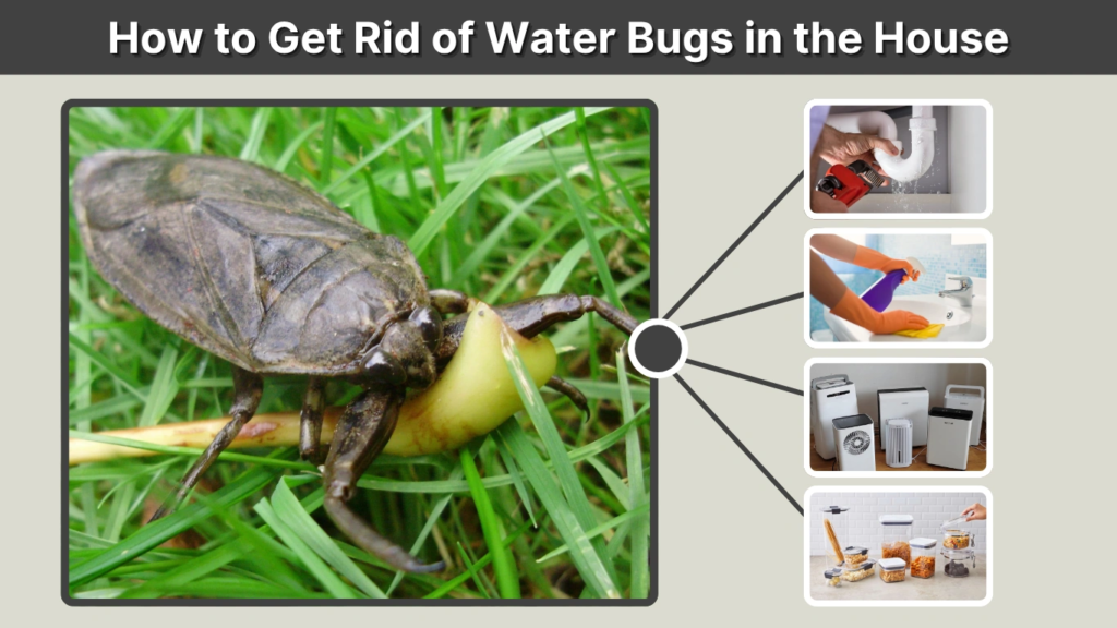 How to Get Rid of Water Bugs in the House