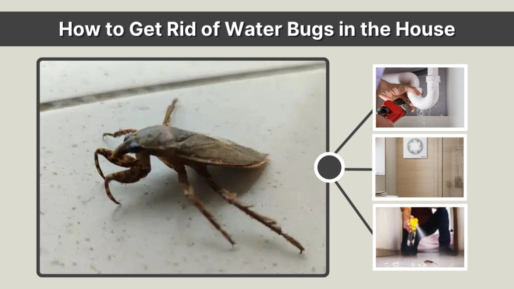 How to Get Rid of Water Bugs in the House