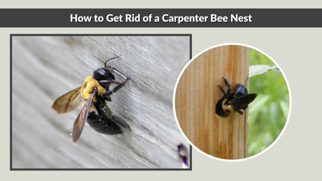 How to Get Rid of a Carpenter Bee Nest