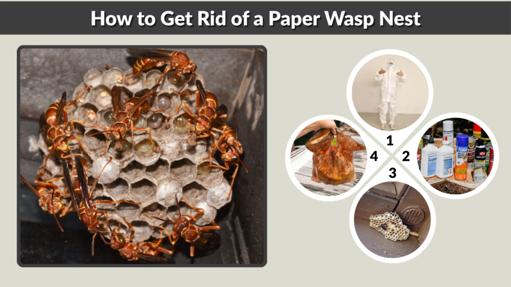 How to Get Rid of a Paper Wasp Nest