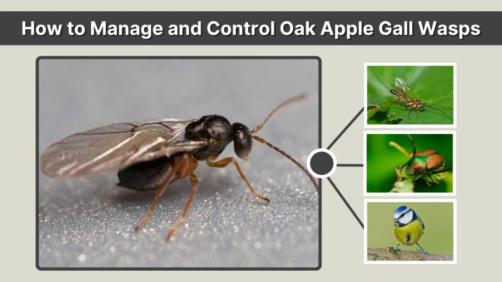 How to Manage and Control Oak Apple Gall Wasps