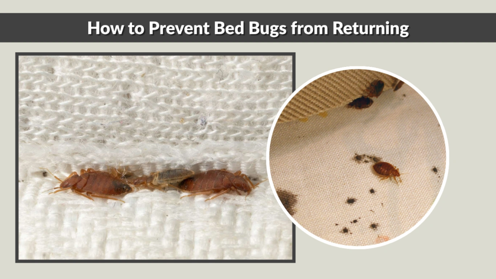 How to Prevent Bed Bugs from Returning