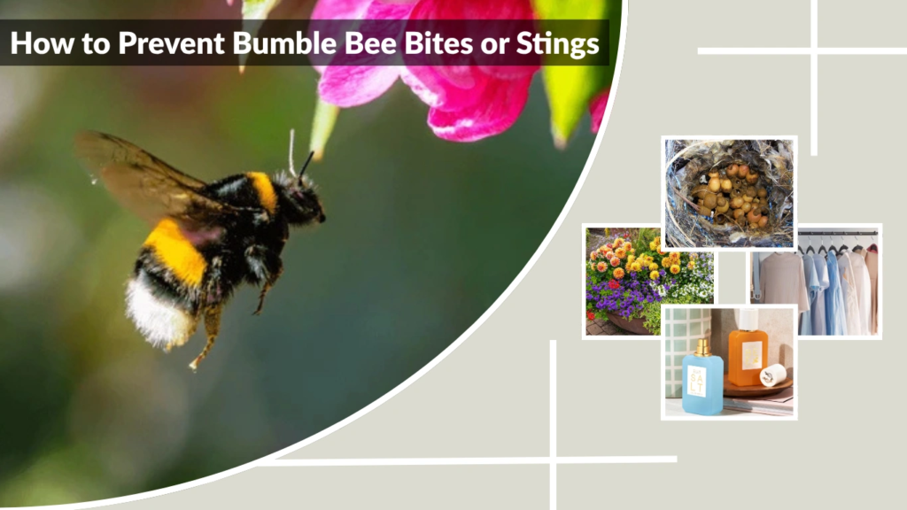 How to Prevent Bumble Bee Bites or Stings