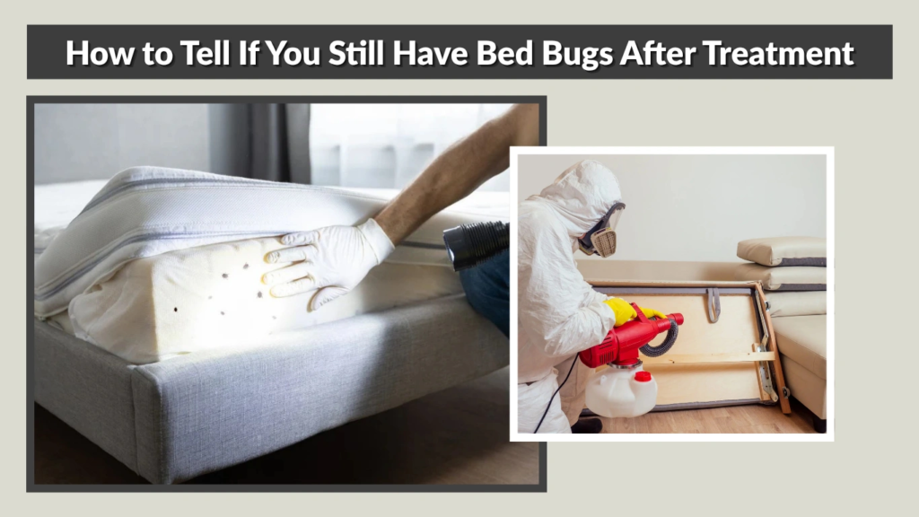 How to Tell If You Still Have Bed Bugs After Treatment