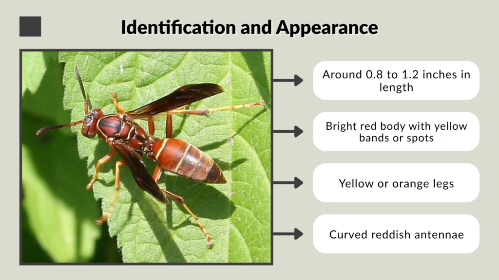 Identification and Appearance
