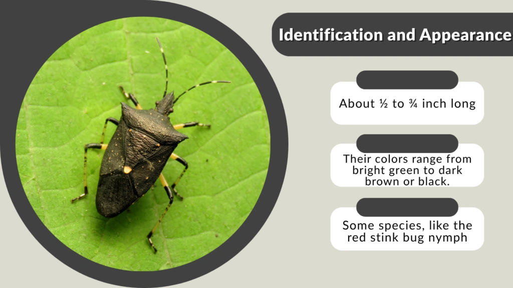 Identification and Appearance