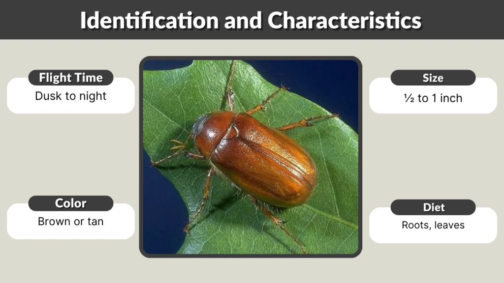 Identification and Characteristics