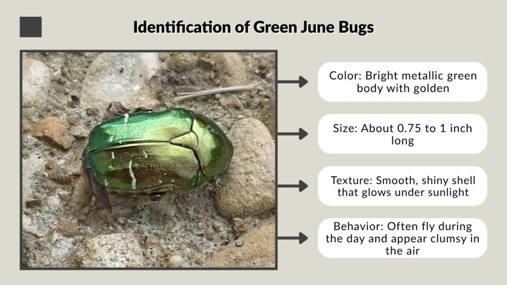Identification of Green June Bugs