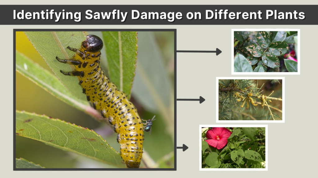 Identifying Sawfly Damage on Different Plants