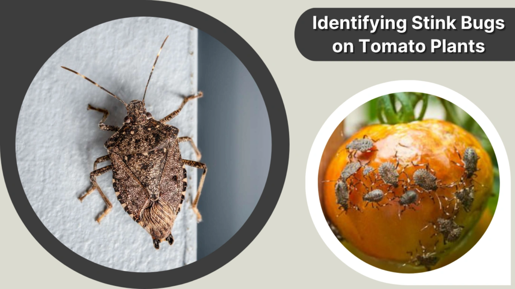 Identifying Stink Bugs on Tomato Plants