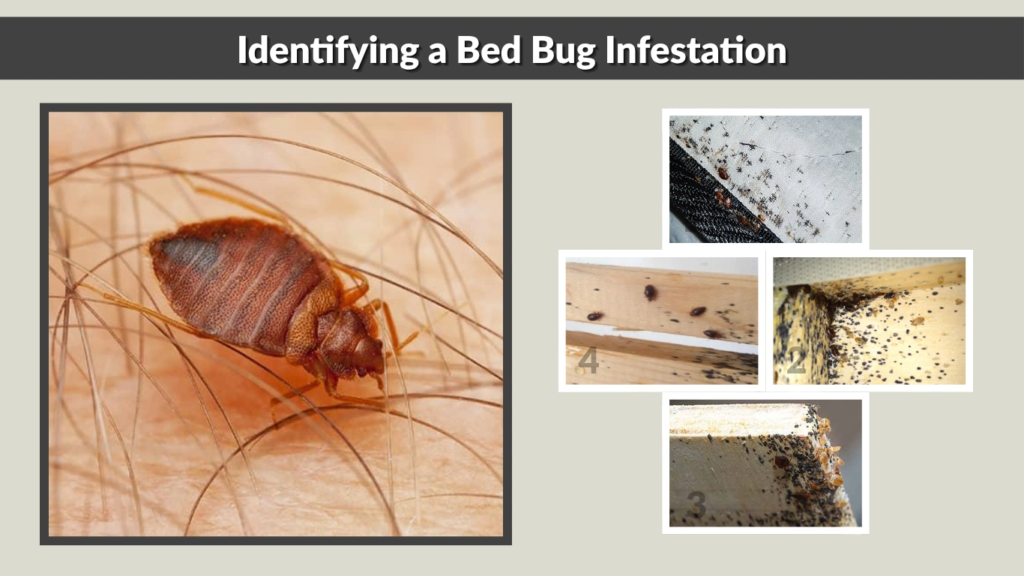 Identifying a Bed Bug Infestation